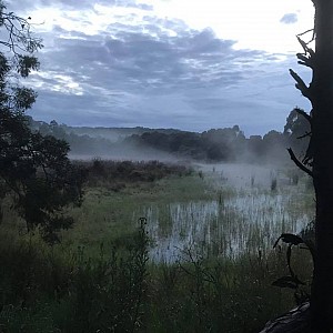 Nerrina wetlands 6am - Oct 2017