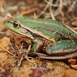 Growling-grass-frog