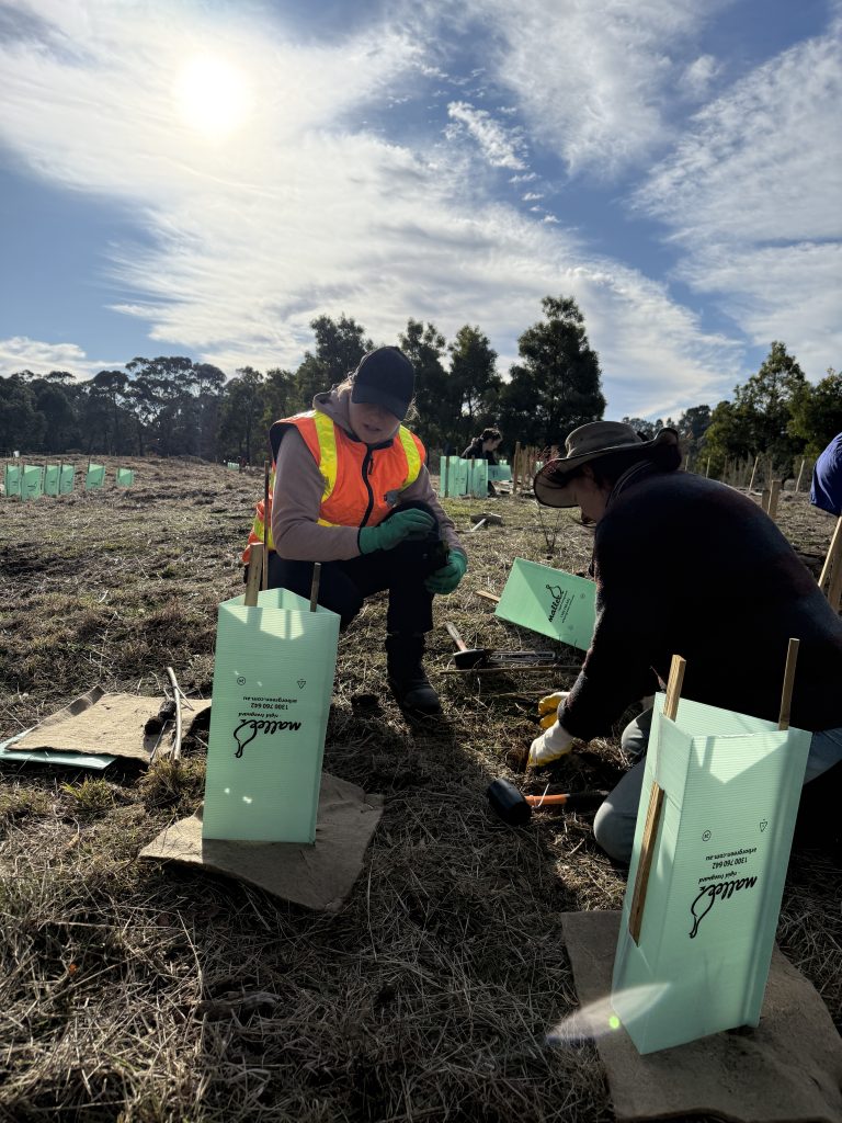 Volunteers planting trees in sunny field, Australia.