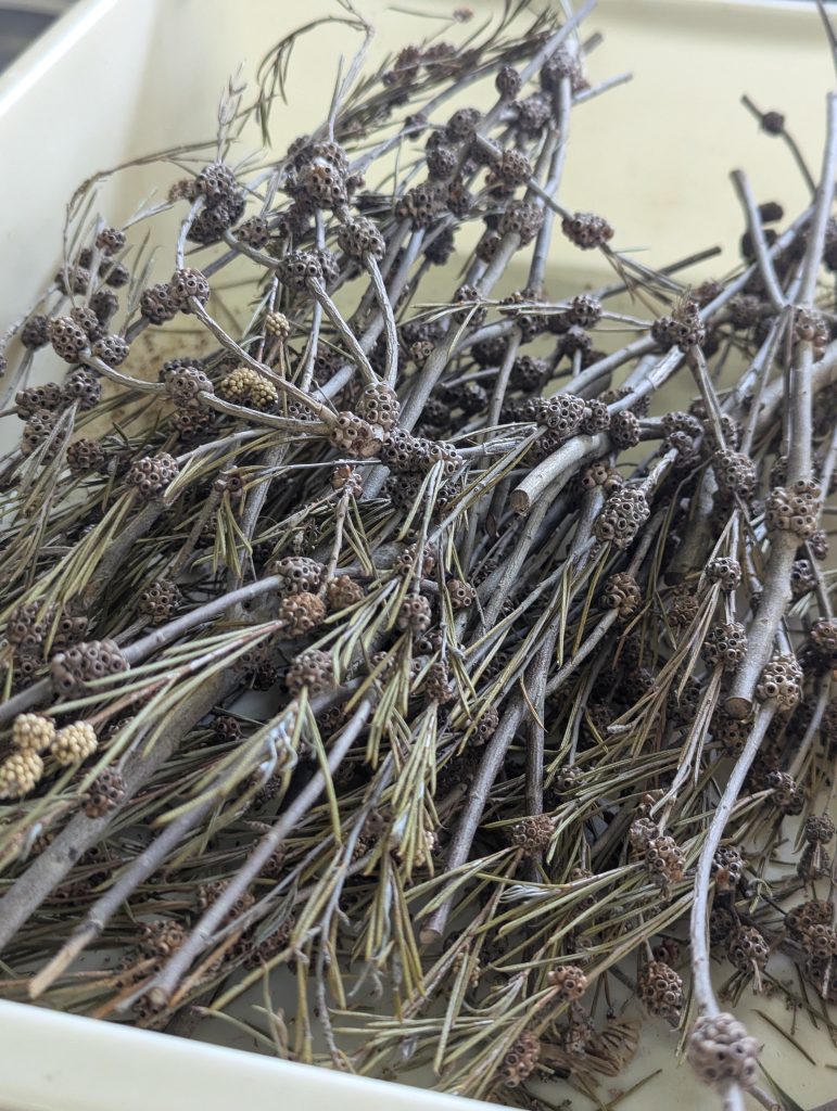 Close-up of dried native Australian plant stems.