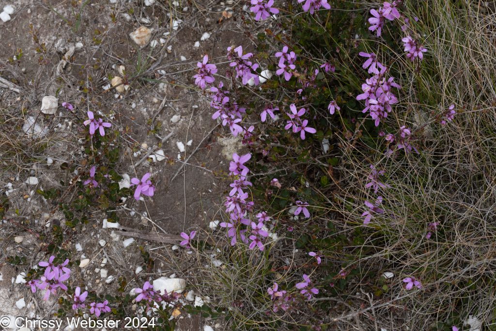 Purple wildflowers on rocky ground