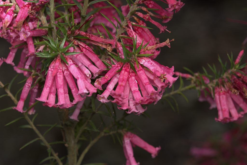 Close-up of pink Australian wildflowers.