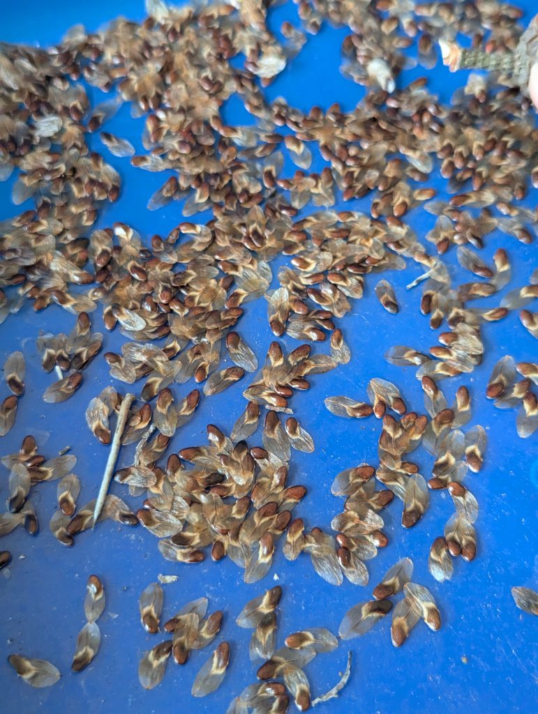 Scattered seeds on a blue surface