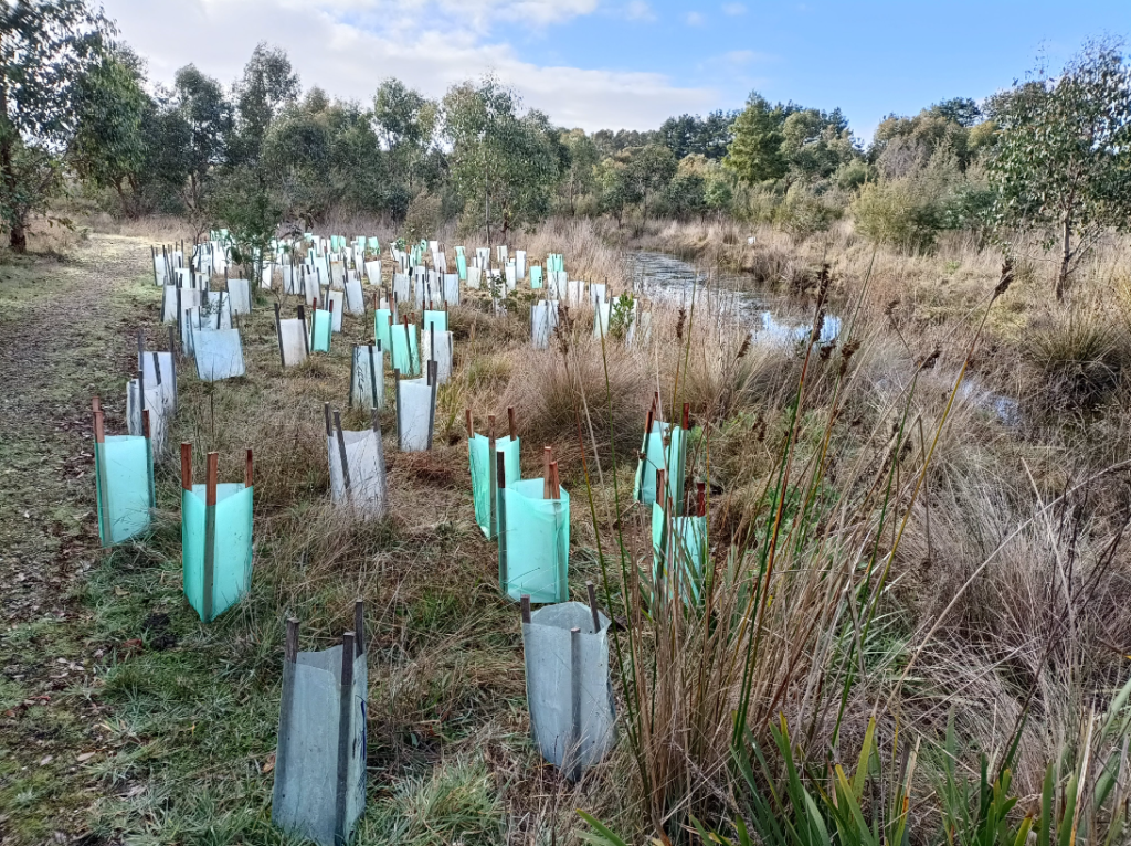 Tree seedlings in protective tubes by a wetland.