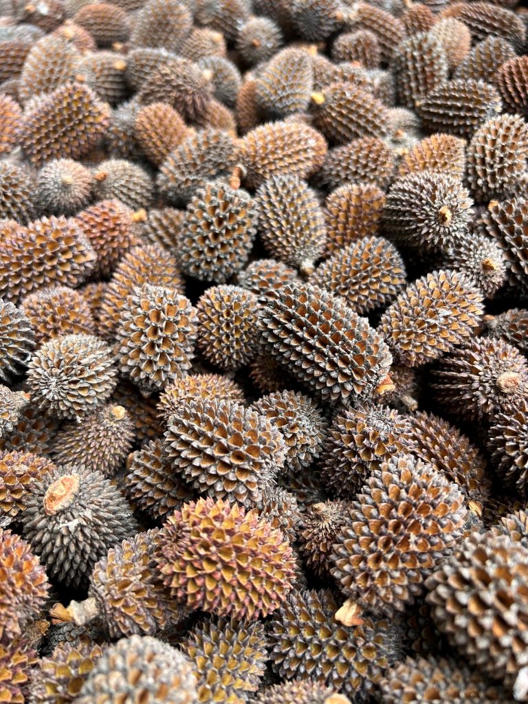 Close-up of clustered, spiky brown seed pods.