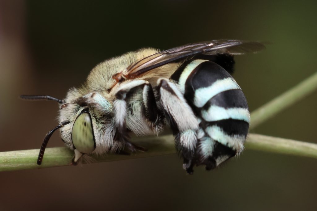 Blue-banded bee resting on a branch