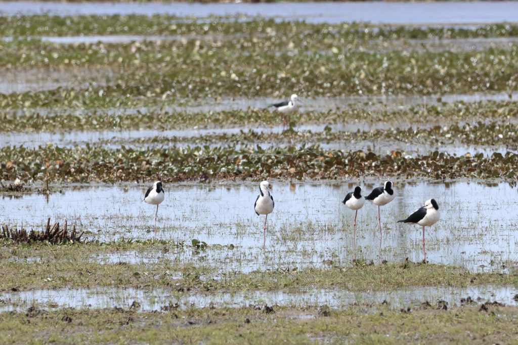 Pied stilts standing in a wetland area.