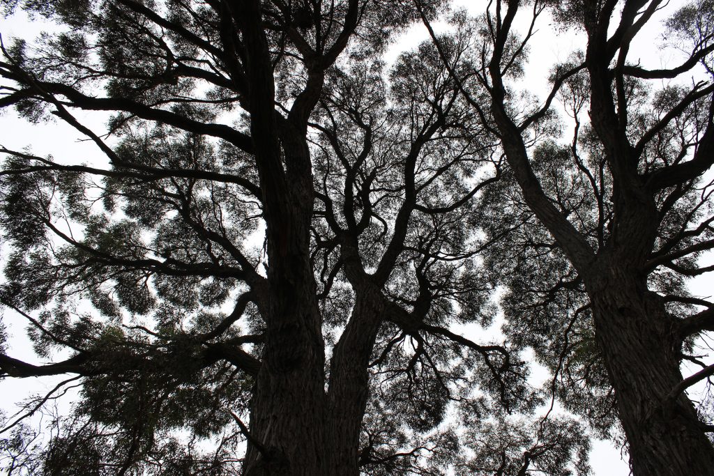 Silhouette of eucalyptus trees against the sky.