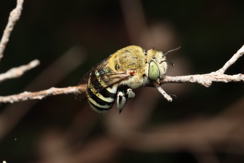Blue-banded bee resting on twig.