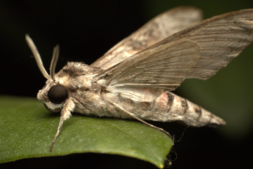 Close-up of moth on green leaf.