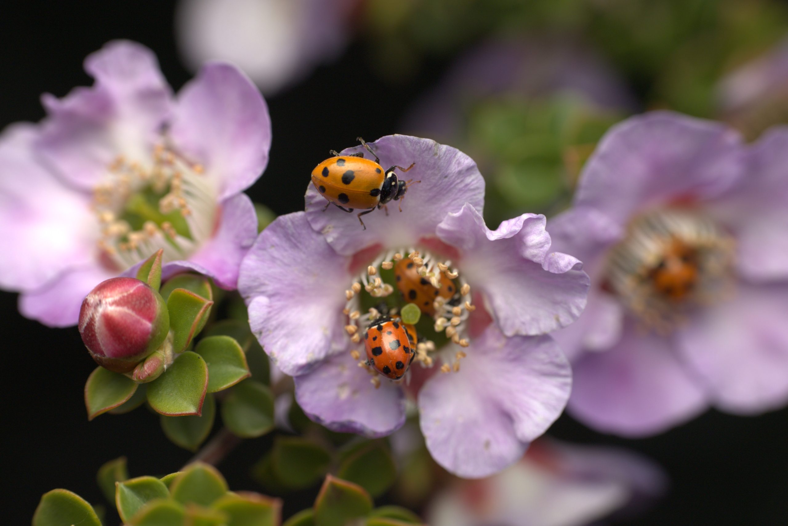 Bugging Out- 2025 Victorian Landcare Grant - Leigh Catchment Group