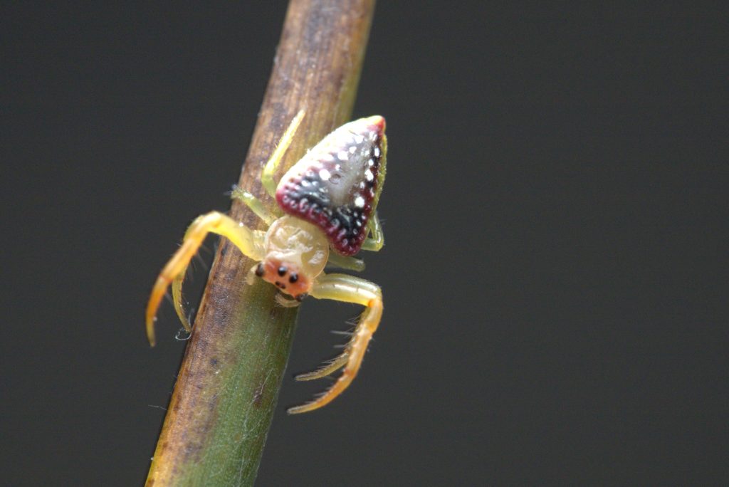Small colourful spider on a plant stem.