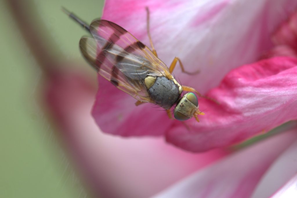 Close-up of fly on pink flower petal.
