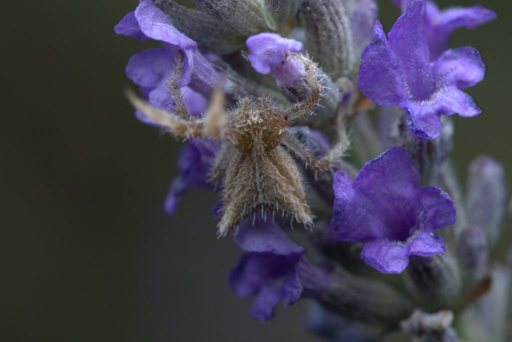 Purple flowers with a small spider.